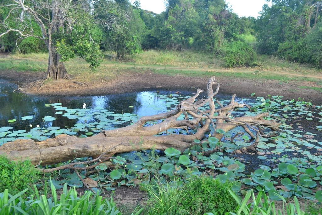 Hidden Jungle Village Wilpattu Exterior foto