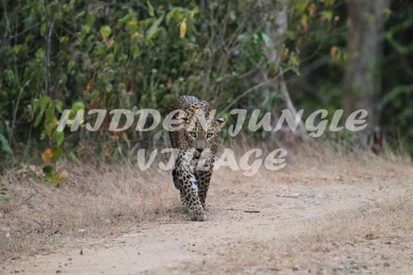 Hidden Jungle Village Wilpattu Exterior foto