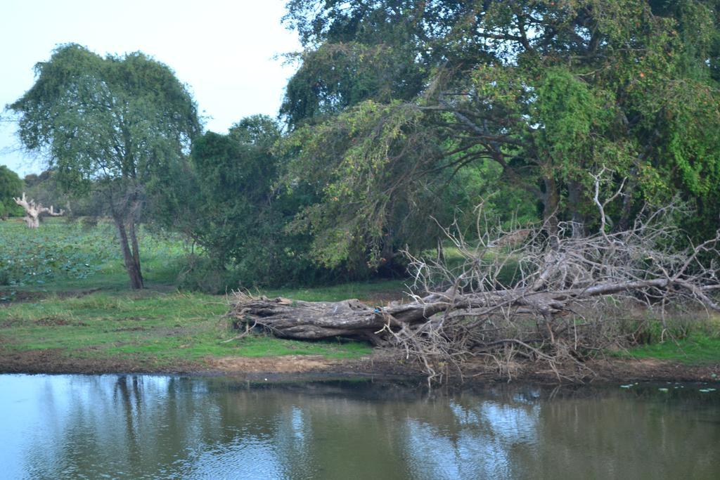 Hidden Jungle Village Wilpattu Exterior foto