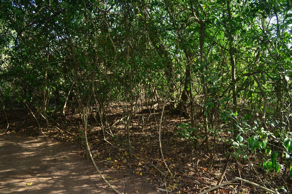 Hidden Jungle Village Wilpattu Exterior foto